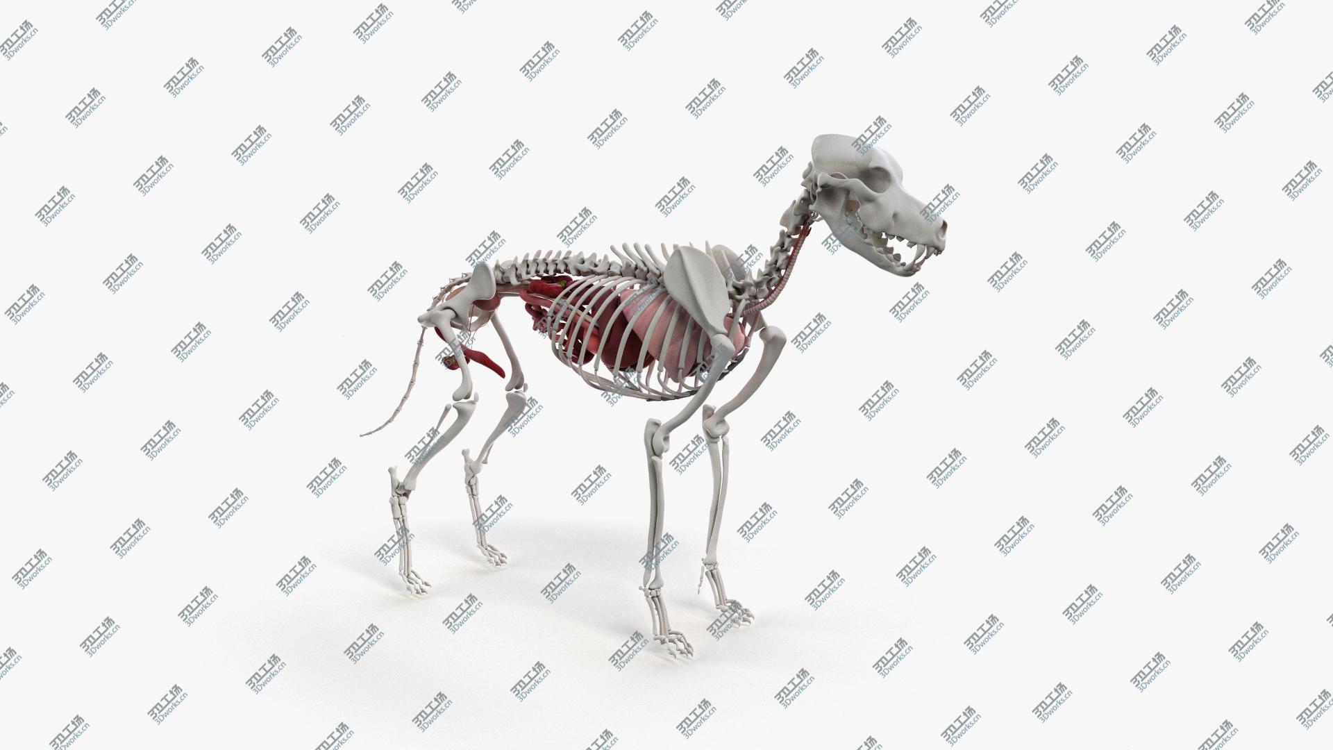 images/goods_img/202105071/Dog Skin, Skeleton And Organs 3D/5.jpg